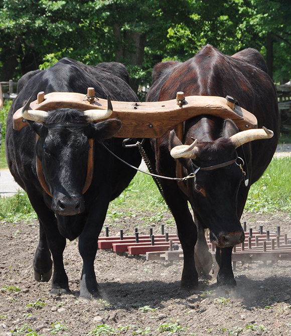 A picture of a team of oxen yoked together.